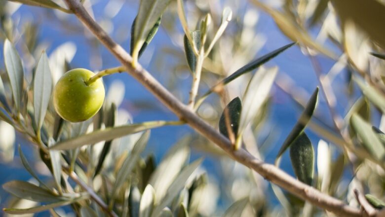 観葉植物 オリーブの木 室内 鉢植えでの育て方 水やりやledライト 植替えや剪定など Be Me